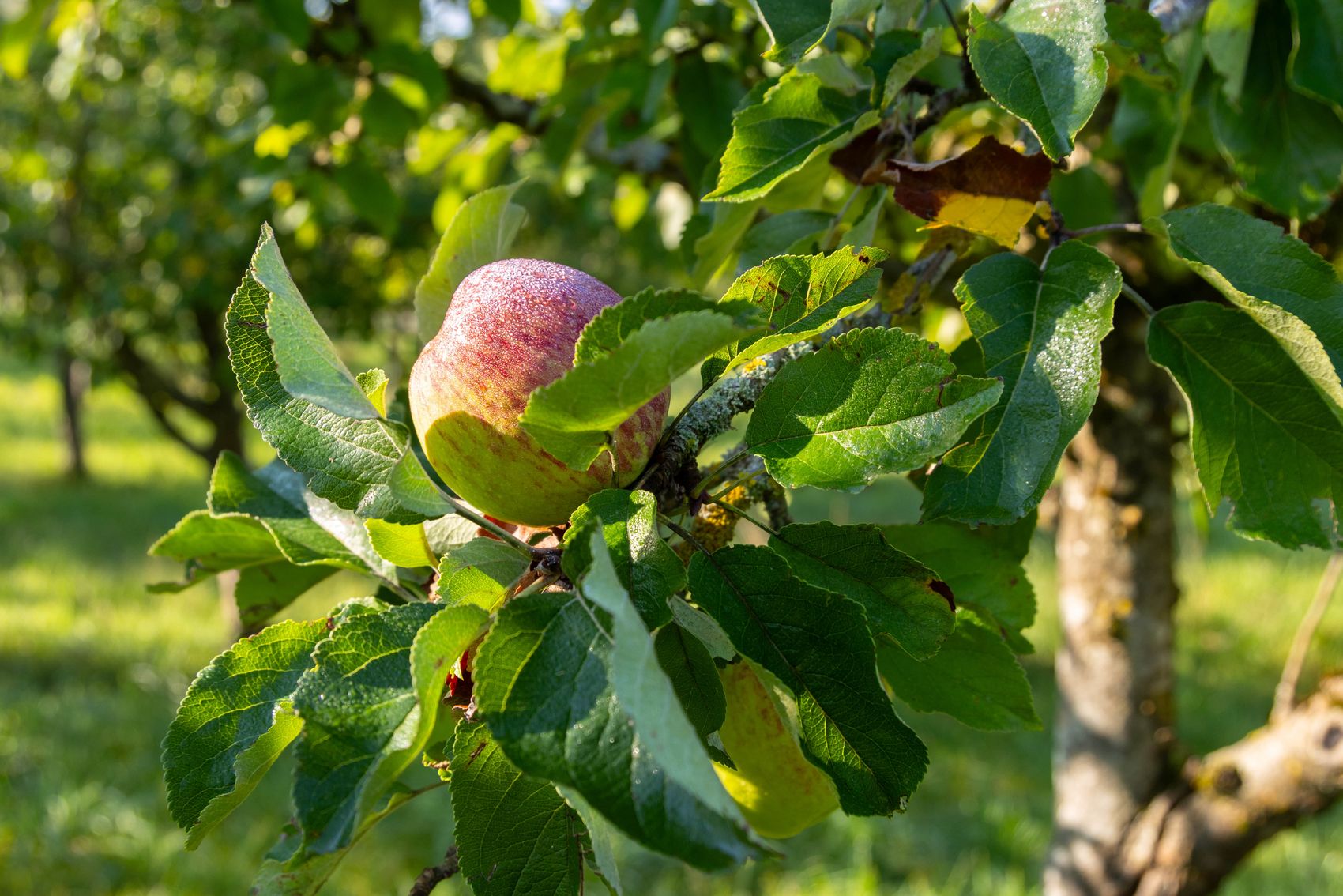 Apfel an Apfelbaum ©Being Organic in EU Nahaufnahme eines einzelnen reifen Apfels an einem Apfelbaum