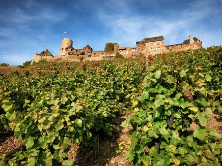 Alken, Burg Thurant thront auf den Weinbergen © Mosellandtouristik GmbH / Christopher Arnoldi Blick aus dem Tal in grünen Weinberg und auf romantische Burg