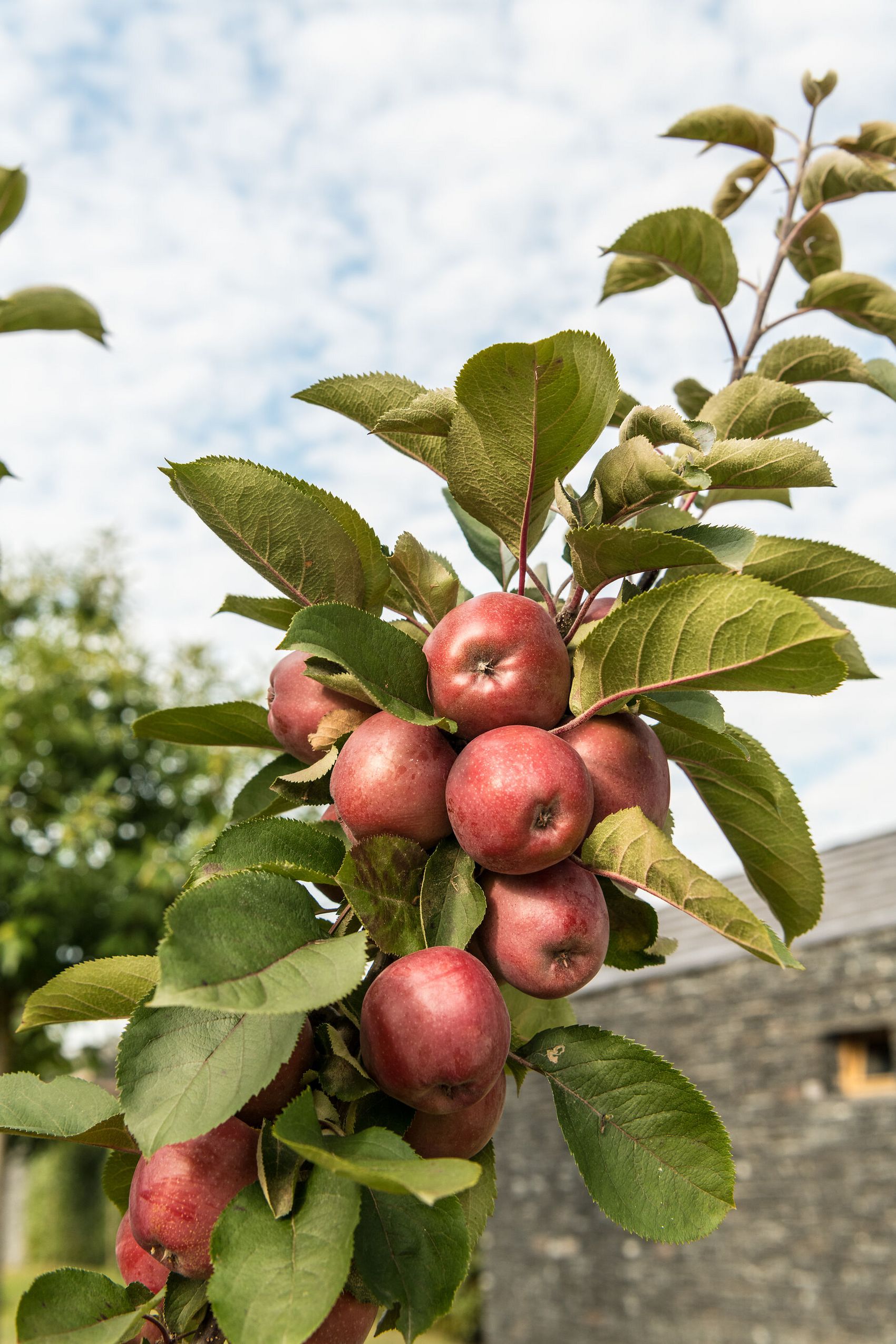 Apfelbaum © Dominik Ketz / Mosellandtouristik GmbH Mehrere rote Äpfel an einem Ast eines Apfelbaums. Im Hintergrund ist der Himmel zu sehen.