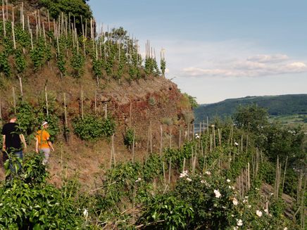 Erden, Weinerlebnistour © Carmen Sadowski Ansicht auf eine Kultur- und Weinbotschafterin während einer Erlebnistour durch die Weinberge bei Erden.