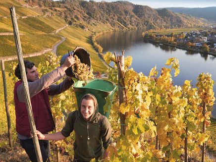 Piesport, Traubenlese © Christopher Arnoldi Ansicht auf Winzer bei der Traubenlese mit Blick auf die Mosel bei Piesport.
