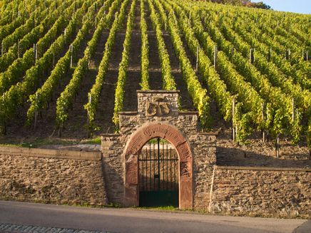 Mertesdorf, Weinberg des Weinguts Maximin Grünhaus © Terroir Moselle / Christopher Arnoldi Ansicht auf die Weinberge des Weinguts Maximin Grünhaus.