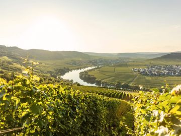Blick aus den grünen Weinbergen auf Flusslauf