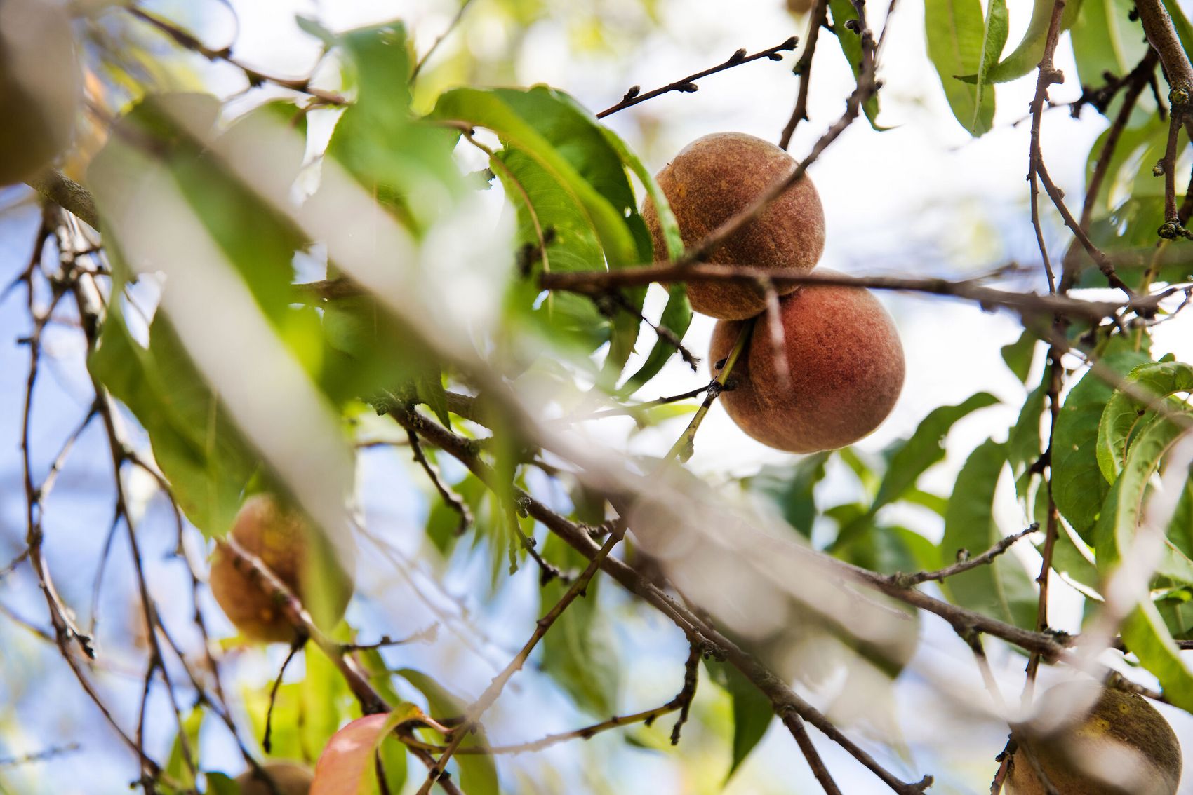 Moselweinbergpfirsich © Tourist-Information Ferienland Cochem Ast eines Pfirsichbaums mit reifen Pfirsichen. Im Hintergrund ist der Himmel mit Wolken zu sehen.